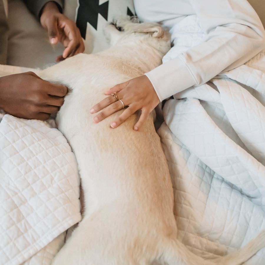 Two people gently stroking their dog as it rests on a white comforter at home