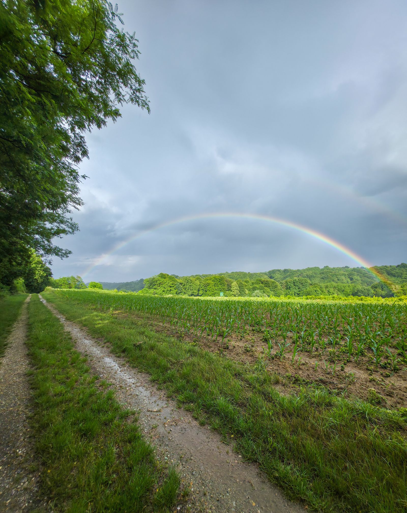 A path through green fields under a rainbow