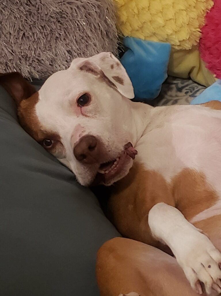 Lexi